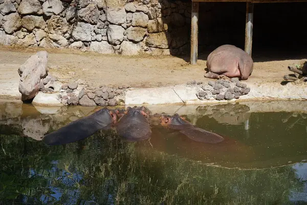 stock image Four hippos Hippopotamus amphibius live near the pond. The hippopotamus or hippo, hippopotami, Hippopotamus amphibius, common-, Nile-, or river hippopotamus, is a large semiaquatic mammal. La Lajita, Las Palmas, Spain 