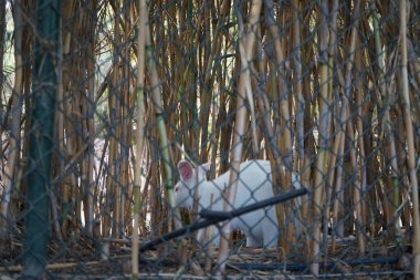 Albinowallaby, Notamacropus rufogriseus, Arundo Donax çalılığında oturuyor. Kırmızı boyunlu valabi ya da Bennett 'in valabisi Notamacropus rufogriseus orta büyüklükte bir macropod keseli kangurusudur. La Lajita, Las Palmas, İspanya