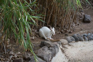 Albinowallaby, Notamacropus rufogriseus, Arundo Donax çalılığında oturuyor. Kırmızı boyunlu valabi ya da Bennett 'in valabisi Notamacropus rufogriseus orta büyüklükte bir macropod keseli kangurusudur. La Lajita, Las Palmas, İspanya