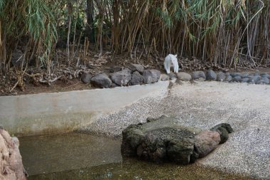 Albinowallaby, Notamacropus rufogriseus, Arundo Donax çalılığında oturuyor. Kırmızı boyunlu valabi ya da Bennett 'in valabisi Notamacropus rufogriseus orta büyüklükte bir macropod keseli kangurusudur. La Lajita, Las Palmas, İspanya