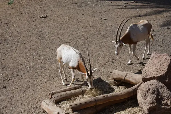 stock image The scimitar oryx, Oryx dammah, the scimitar-horned oryx and the Sahara oryx, is an Oryx species that was once widespread across North Africa. La Lajita, Las Palmas, Spain