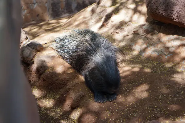 stock image The crested porcupine, Hystrix cristata, the African crested porcupine, is a species of rodent in the family Hystricidae. La Lajita, Las Palmas, Spain 