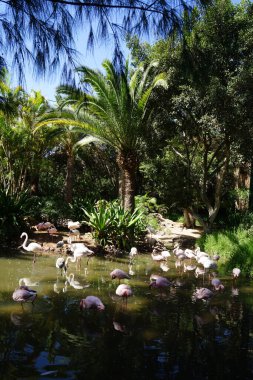 Afrikalı kaşık gagalı Platalea alba, daha küçük flamingo Phoeniconaias minör ve pembe flamingo Phoenicopterus gülü Kasım ayında bir gölette sığ suda dururlar. Flamingolar veya flamingolar bir tür dalıcı kuştur. La Lajita, Las Palmas, İspanya