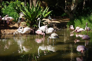 Afrikalı kaşık gagalı Platalea alba, daha küçük flamingo Phoeniconaias minör ve pembe flamingo Phoenicopterus gülü Kasım ayında bir gölette sığ suda dururlar. Flamingolar veya flamingolar bir tür dalıcı kuştur. La Lajita, Las Palmas, İspanya