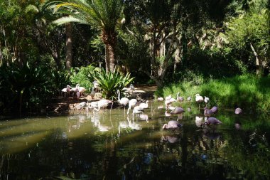 Afrikalı kaşık gagalı Platalea alba, daha küçük flamingo Phoeniconaias minör ve pembe flamingo Phoenicopterus gülü Kasım ayında bir gölette sığ suda dururlar. Flamingolar veya flamingolar bir tür dalıcı kuştur. La Lajita, Las Palmas, İspanya