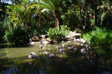 Afrikalı kaşık gagalı Platalea alba, daha küçük flamingo Phoeniconaias minör ve pembe flamingo Phoenicopterus gülü Kasım ayında bir gölette sığ suda dururlar. Flamingolar veya flamingolar bir tür dalıcı kuştur. La Lajita, Las Palmas, İspanya