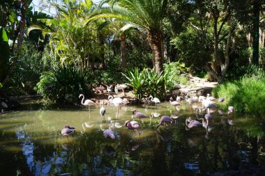 Afrikalı kaşık gagalı Platalea alba, daha küçük flamingo Phoeniconaias minör ve pembe flamingo Phoenicopterus gülü Kasım ayında bir gölette sığ suda dururlar. Flamingolar veya flamingolar bir tür dalıcı kuştur. La Lajita, Las Palmas, İspanya