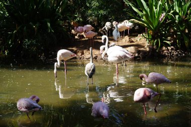 Afrikalı kaşık gagalı Platalea alba, daha küçük flamingo Phoeniconaias minör ve pembe flamingo Phoenicopterus gülü Kasım ayında bir gölette sığ suda dururlar. Flamingolar veya flamingolar bir tür dalıcı kuştur. La Lajita, Las Palmas, İspanya