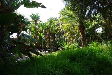 Afrikalı kaşık gagalı Platalea alba, daha küçük flamingo Phoeniconaias minör ve pembe flamingo Phoenicopterus gülü Kasım ayında bir gölette sığ suda dururlar. Flamingolar veya flamingolar bir tür dalıcı kuştur. La Lajita, Las Palmas, İspanya