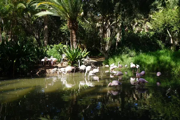 stock image The african spoonbill Platalea alba, the lesser flamingo Phoeniconaias minor and the pink flamingo Phoenicopterus roseus stand in shallow water in a pond in November. Flamingos or flamingoes are a type of wading bird. La Lajita, Las Palmas, Spain