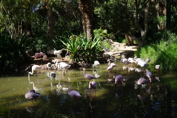 stock image The african spoonbill Platalea alba, the lesser flamingo Phoeniconaias minor and the pink flamingo Phoenicopterus roseus stand in shallow water in a pond in November. Flamingos or flamingoes are a type of wading bird. La Lajita, Las Palmas, Spain