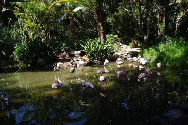 stock image The african spoonbill Platalea alba, the lesser flamingo Phoeniconaias minor and the pink flamingo Phoenicopterus roseus stand in shallow water in a pond in November. Flamingos or flamingoes are a type of wading bird. La Lajita, Las Palmas, Spain