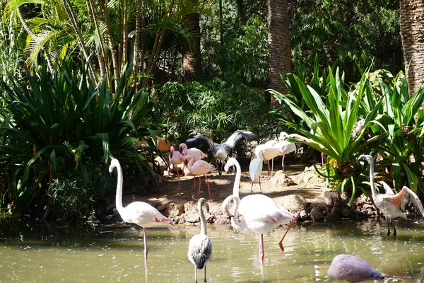 stock image The african spoonbill Platalea alba, the lesser flamingo Phoeniconaias minor and the pink flamingo Phoenicopterus roseus stand in shallow water in a pond in November. Flamingos or flamingoes are a type of wading bird. La Lajita, Las Palmas, Spain