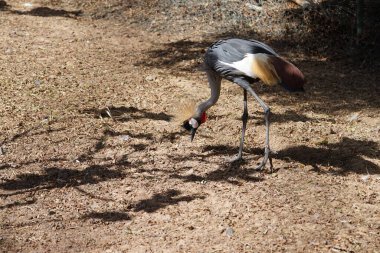 Gri taçlı turna, Balearica regulorum, taçlı turna, altın armalı turna, altın taçlı vinç, Doğu Afrika turnası, taçlı turna ve ibikli turna, Gruidae familyasından bir kuş türü. La Lajita, Las Palmas, İspanya 