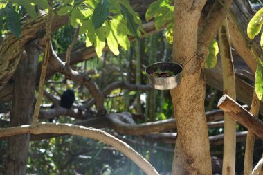 A treat of lettuce leaves sits in a hanging feeder in the enclosure of a white-faced saki. The white-faced saki, Pithecia pithecia, the Guianan saki and the golden-faced saki, is a species of the New World saki monkey. La Lajita, Las Palmas, Spain clipart