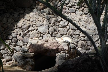 Fennec fox, Vulpes zerda, Vulpes cinsinden Kuzey Afrika 'nın çöllerine özgü bir tilkidir. La Lajita, Las Palmas, İspanya  