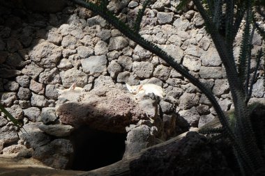 Fennec fox, Vulpes zerda, Vulpes cinsinden Kuzey Afrika 'nın çöllerine özgü bir tilkidir. La Lajita, Las Palmas, İspanya  