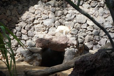 Fennec fox, Vulpes zerda, Vulpes cinsinden Kuzey Afrika 'nın çöllerine özgü bir tilkidir. La Lajita, Las Palmas, İspanya  