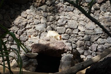 Fennec fox, Vulpes zerda, Vulpes cinsinden Kuzey Afrika 'nın çöllerine özgü bir tilkidir. La Lajita, Las Palmas, İspanya  