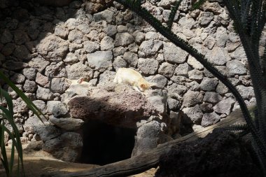 Fennec fox, Vulpes zerda, Vulpes cinsinden Kuzey Afrika 'nın çöllerine özgü bir tilkidir. La Lajita, Las Palmas, İspanya  