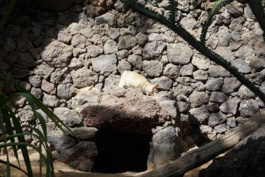 Fennec fox, Vulpes zerda, Vulpes cinsinden Kuzey Afrika 'nın çöllerine özgü bir tilkidir. La Lajita, Las Palmas, İspanya  