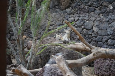 Fennec fox, Vulpes zerda, Vulpes cinsinden Kuzey Afrika 'nın çöllerine özgü bir tilkidir. La Lajita, Las Palmas, İspanya  