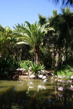 Afrikalı kaşık gagalı Platalea alba, daha küçük flamingo Phoeniconaias minör ve pembe flamingo Phoenicopterus gülü Kasım ayında bir gölette sığ suda dururlar. Flamingolar veya flamingolar bir tür dalıcı kuştur. La Lajita, Las Palmas, İspanya