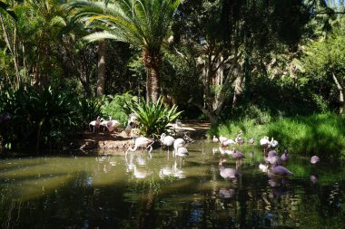 Afrikalı kaşık gagalı Platalea alba, daha küçük flamingo Phoeniconaias minör ve pembe flamingo Phoenicopterus gülü Kasım ayında bir gölette sığ suda dururlar. Flamingolar veya flamingolar bir tür dalıcı kuştur. La Lajita, Las Palmas, İspanya