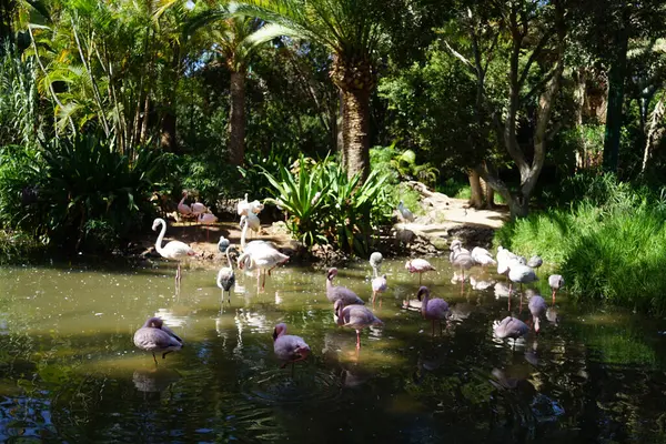 stock image The african spoonbill Platalea alba, the lesser flamingo Phoeniconaias minor and the pink flamingo Phoenicopterus roseus stand in shallow water in a pond in November. Flamingos or flamingoes are a type of wading bird. La Lajita, Las Palmas, Spain