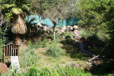 Bir sarı gagalı leylek, Mycteria ibis, ortada ve dört Afrika kutsal aynak kuşu, Threskiornis aethiopicus, Kasım ayında bir derenin yanında yürürler. La Lajita, Las Palmas, İspanya