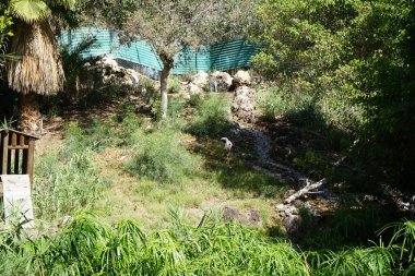 Bir sarı gagalı leylek, Mycteria ibis, ortada ve dört Afrika kutsal aynak kuşu, Threskiornis aethiopicus, Kasım ayında bir derenin yanında yürürler. La Lajita, Las Palmas, İspanya