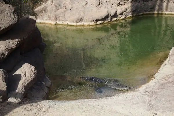 stock image The American alligator, Alligator mississippiensis, sometimes referred to as a gator or common alligator, is a large crocodilian reptile. La Lajita, Las Palmas, Spain 