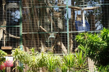 Geoffroy 'un örümcek maymunu Ateles Geoffroyi, kara elli örümcek maymunu veya Orta Amerika örümcek maymunu. La Lajita, Las Palmas, İspanya 