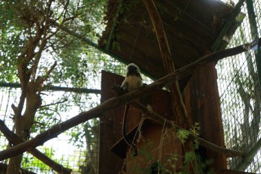 Pamuk tepeli tamarin, Callitrichidae familyasından bir primat türüdür. La Lajita, Las Palmas, İspanya