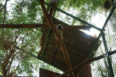 Pamuk tepeli tamarin, Callitrichidae familyasından bir primat türüdür. La Lajita, Las Palmas, İspanya