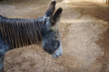 Majorera eşeği, Equus asinus, Kasım ayında hayvanat bahçesinde duruyor. Majorera, nesli tükenmekte olan küçük evcil bir eşektir. La Lajita, Las Palmas, İspanya 