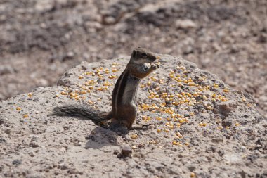 Atlantoxerus getulus Fuerteventura adasında yaşar. Barbar sincap (