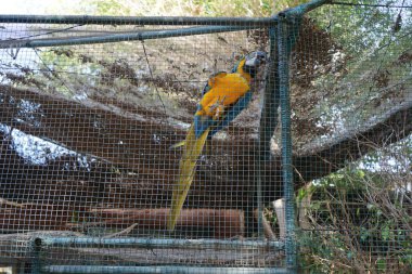 The blue-and-yellow macaw, Ara ararauna, the blue-and-gold macaw, is a large Neotropical parrot in the family Psittacidae and the genus Ara. La Lajita, Las Palmas, Spain  clipart