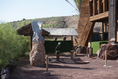 Kel bir kartal, Haliaeetus leucocephalus, tahta bir direğe tünemiş ve üç Avrasya kartal baykuşu, Bubo bubo, Kasım ayında arka plandaki bir tepenin altına tünemiş. La Lajita, Las Palmas, İspanya