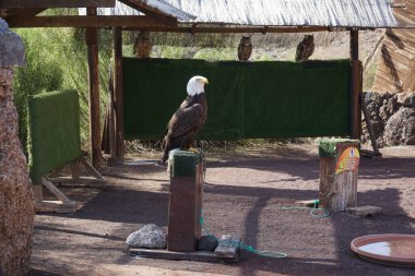 Kel bir kartal, Haliaeetus leucocephalus, tahta bir direğe tünemiş ve üç Avrasya kartal baykuşu, Bubo bubo, Kasım ayında arka plandaki bir tepenin altına tünemiş. La Lajita, Las Palmas, İspanya