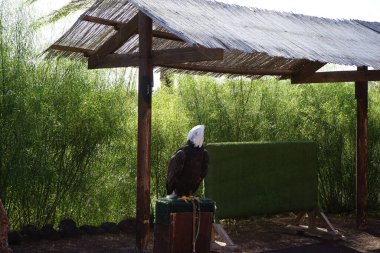 Kel bir kartal Kasım ayında tahta bir direkte oturur. Kel kartal, Haliaeetus leucocephalus, Accipitridae familyasından yırtıcı bir kuş türü. La Lajita, Las Palmas, İspanya