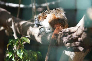 Pamuk tepeli tamarin, Callitrichidae familyasından bir primat türüdür. La Lajita, Las Palmas, İspanya