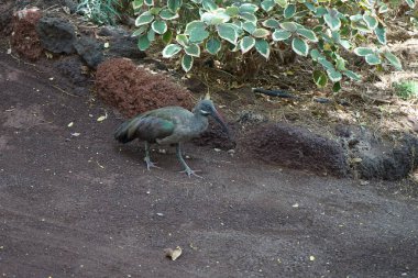 The hadada ibis, Bostrychia hagedash, is an African bird from the ibis and spoonbill family, Threskiornithidae. La Lajita, Las Palmas, Spain clipart