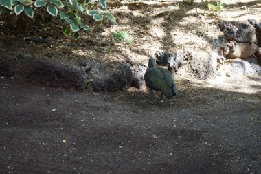 The hadada ibis, Bostrychia hagedash, is an African bird from the ibis and spoonbill family, Threskiornithidae. La Lajita, Las Palmas, Spain clipart