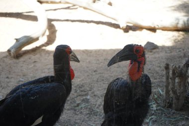 The southern ground hornbill, Bucorvus leadbeateri, Bucorvus cafer, is a species of bird in the family Bucorvidae. La Lajita, Las Palmas, Spain  clipart