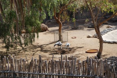 Grus carunculata ve Grus paradisea kuşlarının yanı sıra Afrika yapımı kaplumbağa Centrochelys sulcata, Kasım ayında aynı çayırda yan yana yaşar. La Lajita, Las Palmas, İspanya 