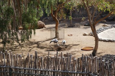 Grus carunculata ve Grus paradisea kuşlarının yanı sıra Afrika yapımı kaplumbağa Centrochelys sulcata, Kasım ayında aynı çayırda yan yana yaşar. La Lajita, Las Palmas, İspanya 