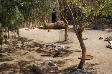 Grus carunculata ve Grus paradisea kuşlarının yanı sıra Afrika yapımı kaplumbağa Centrochelys sulcata, Kasım ayında aynı çayırda yan yana yaşar. La Lajita, Las Palmas, İspanya 