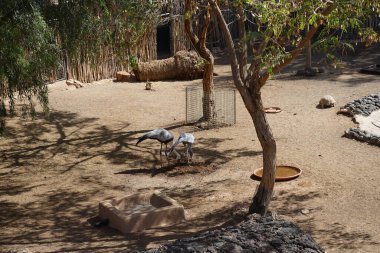 Grus carunculata ve Grus paradisea kuşlarının yanı sıra Afrika yapımı kaplumbağa Centrochelys sulcata, Kasım ayında aynı çayırda yan yana yaşar. La Lajita, Las Palmas, İspanya 