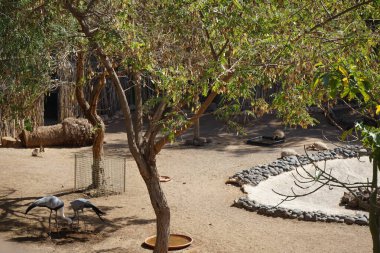 Grus carunculata ve Grus paradisea kuşlarının yanı sıra Afrika yapımı kaplumbağa Centrochelys sulcata, Kasım ayında aynı çayırda yan yana yaşar. La Lajita, Las Palmas, İspanya 